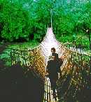 The greenery of Munnar